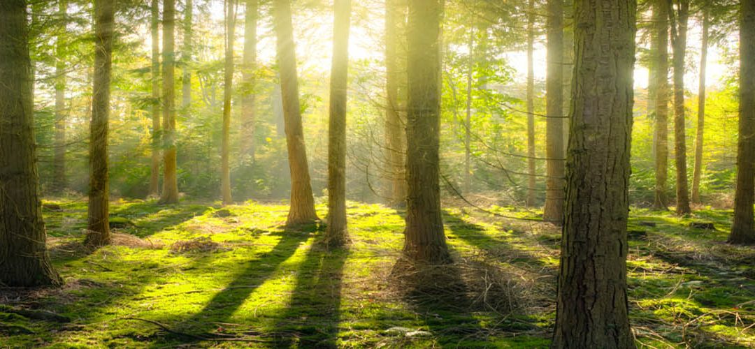 Creating Greener Cities