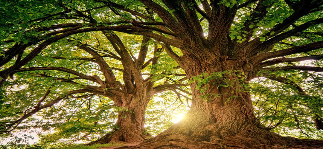 Trees for Cities