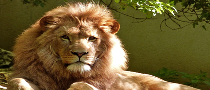 Feeding the animals of London Zoo during lockdown