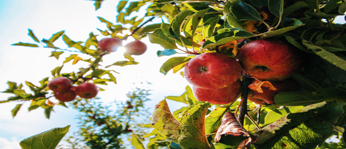 Orchard design, building and planting