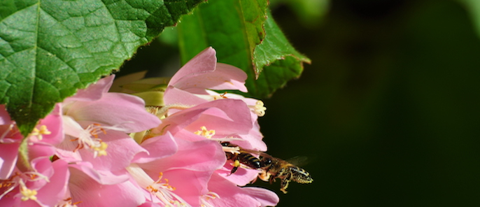 Creating ‘B-Lines’ for wildlife in central London