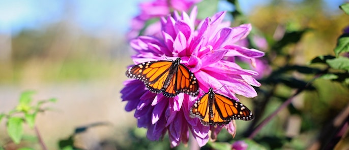 Butterfly Conservation In Urban Landscapes 