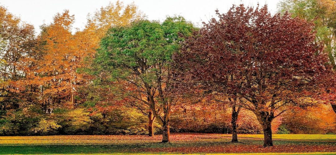 Tree Council