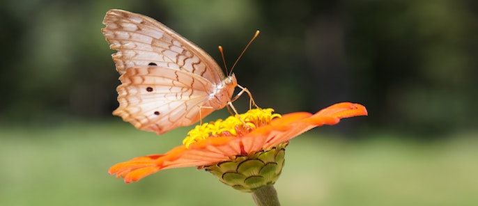 Conserving Insects And Restoring Habitats 