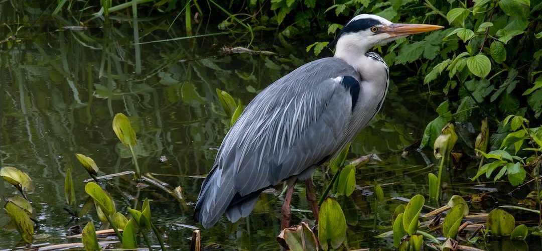 Wildfowl and Wetlands Trust