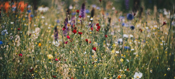 Rewilding urban streets, gardens and homes