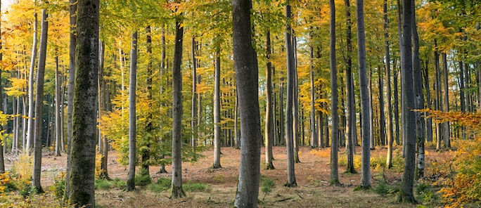 Improving access to Hainault Forest in north east London