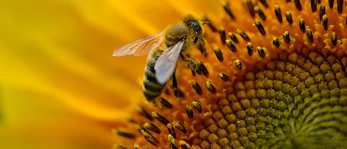 Buzzing in the East End of London