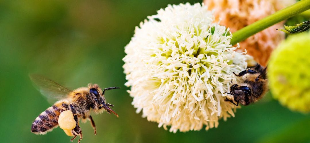 Bumble Bee Conservation Trust